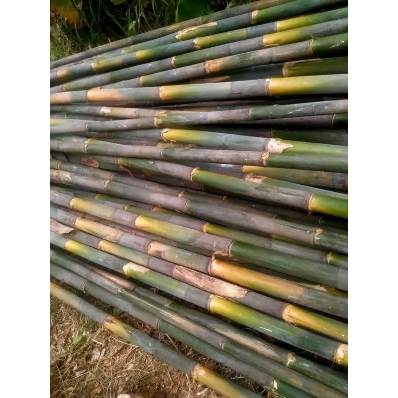 Bambu Cagak Cor (4 meter )