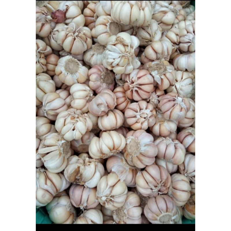 

Bawang Putih murah 250 gr