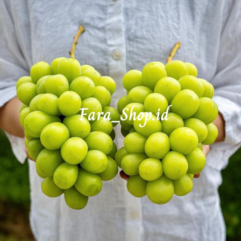 BIBIT TANAMAN BUAH ANGGUR IMPORT SHINE MUSCAT // BIBIT ANGGUR SHINE MUSCAT SUPER