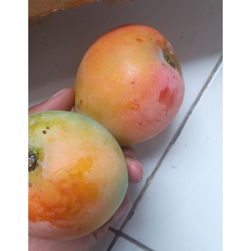 

mangga gedong gincu indramayyu