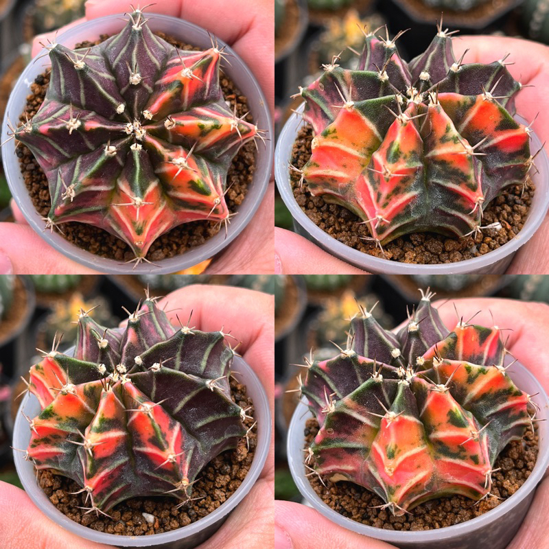 Kaktus gymno Hybrid Fireworks x LB var