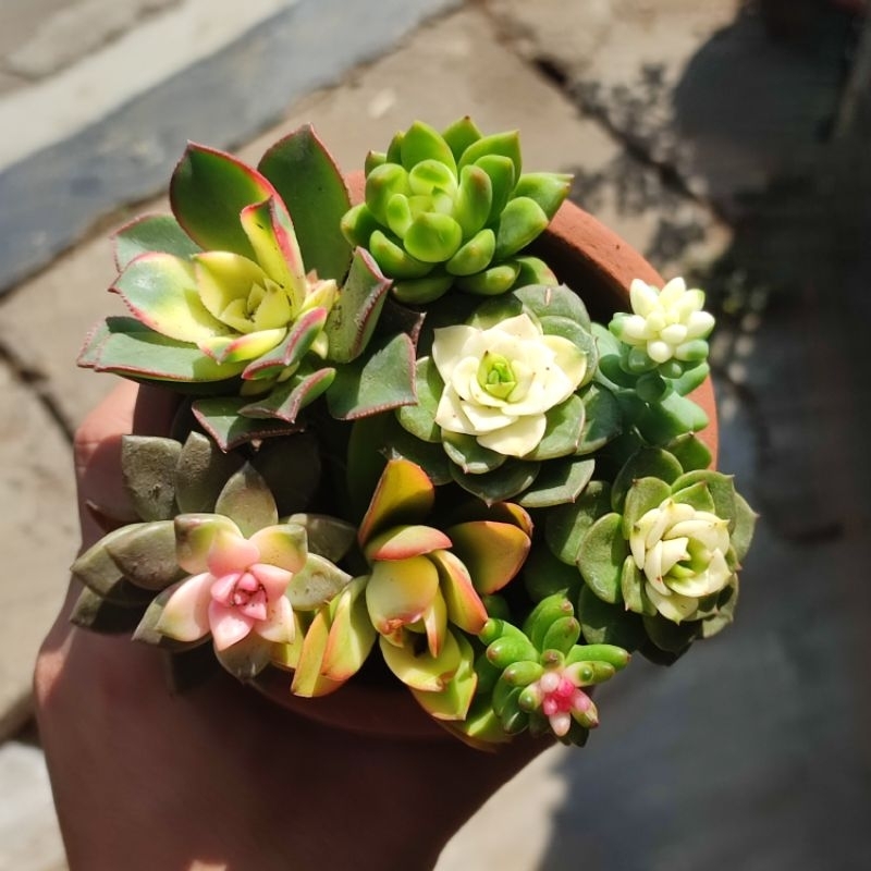 Sukulen Mutasi Warna Buatan Unik Bebas Pilih