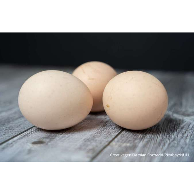 telur ayam fertil merawang