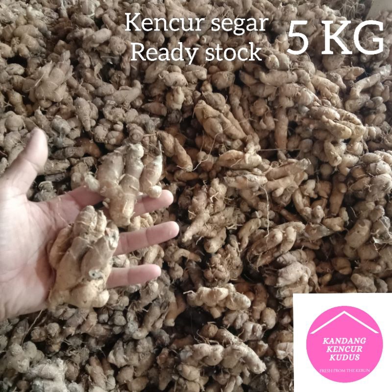 

KENCUR SEGAR 5 KG