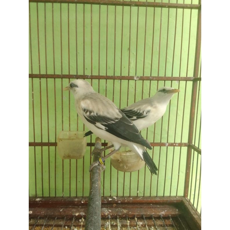 Burung jalak hybrid silangan jalak bali x jalak hongkong limited edition