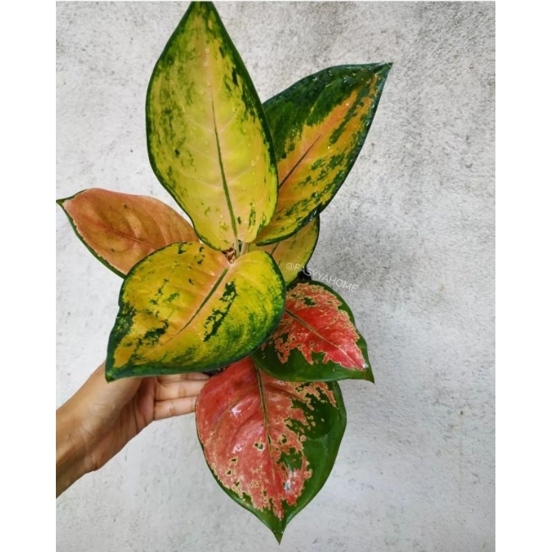 Aglonema Kochin Tembaga Mutasi Tanaman Hias Aglonema Aglaonema Kochin Tembaga Mutasi Merah Murah BUK