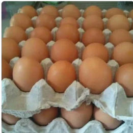 

Telur Ayam Negri 1 atau 1/2 kg