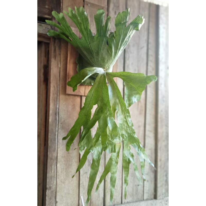 Platycerium Wandae Size Jumbo