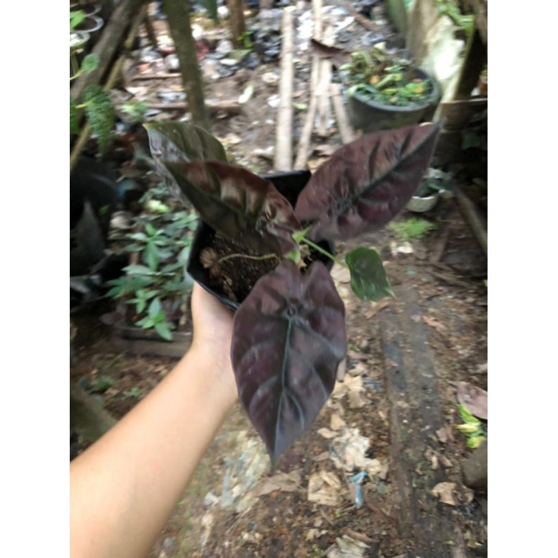 Alocasia infernalis Red ( Satu Paket isi 10 Pohon)