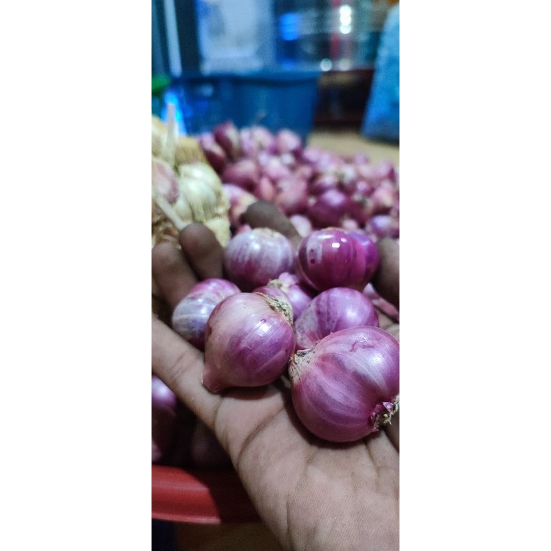 

BAWANG MERAH LOKAL DARI BIMA SUPER BESAR 1KG