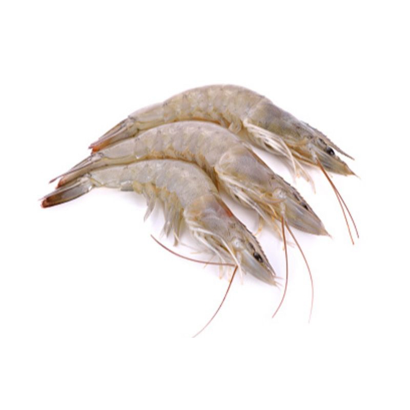 

Udang Jumbo Segar 1000gr