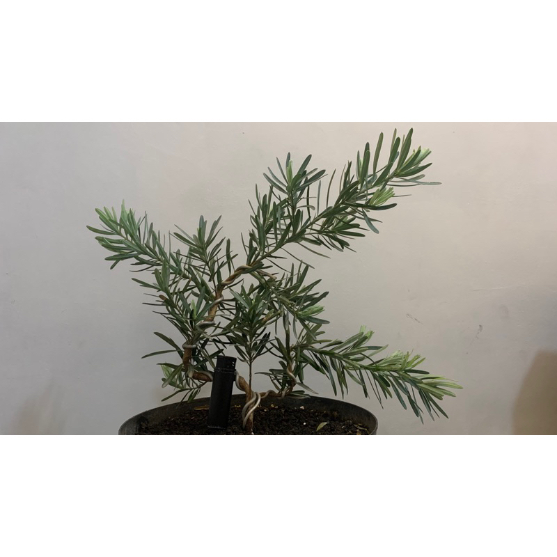 lohansung blue ice ori bukan grafting