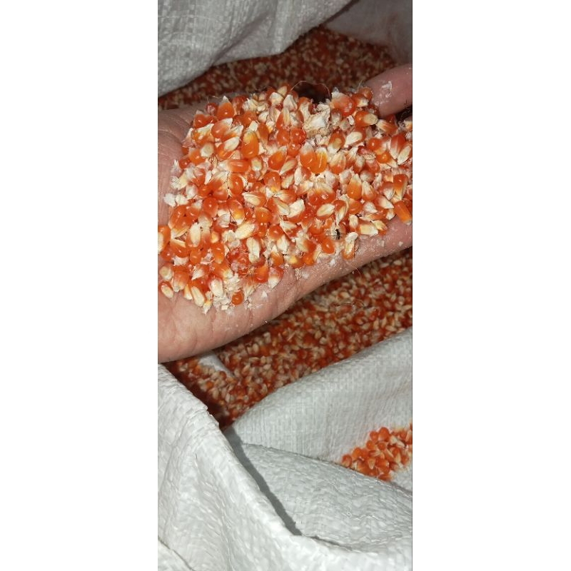Jagung Pipil pakan unggas/merpati/ayam