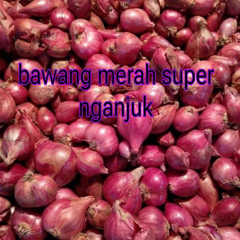 

bawang merah super nganjuk