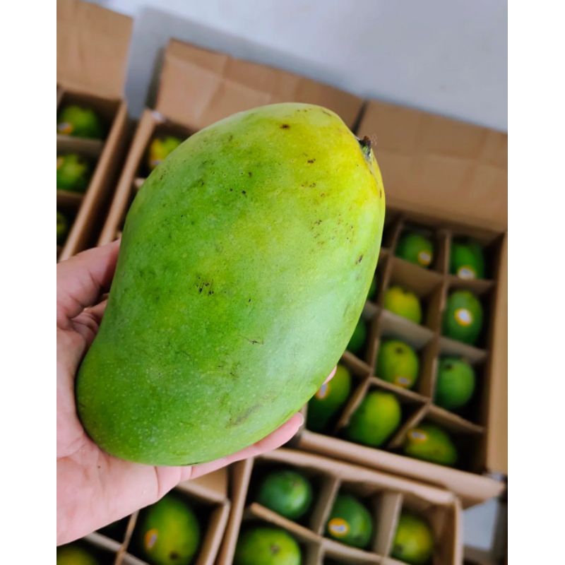 

Mangga Alpukat Grade A