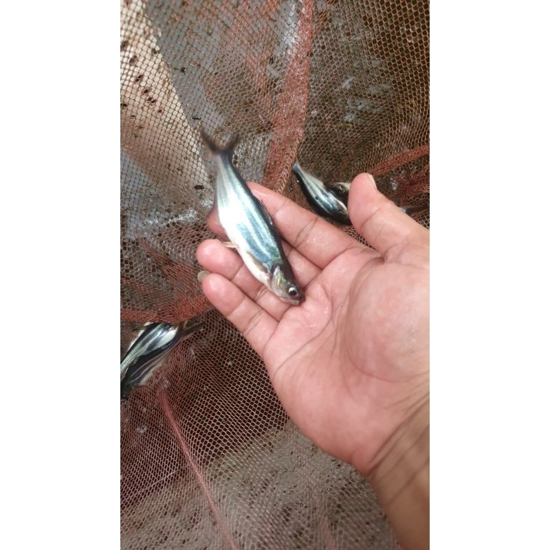 bibit ikan patin ukuran 8-9 cm