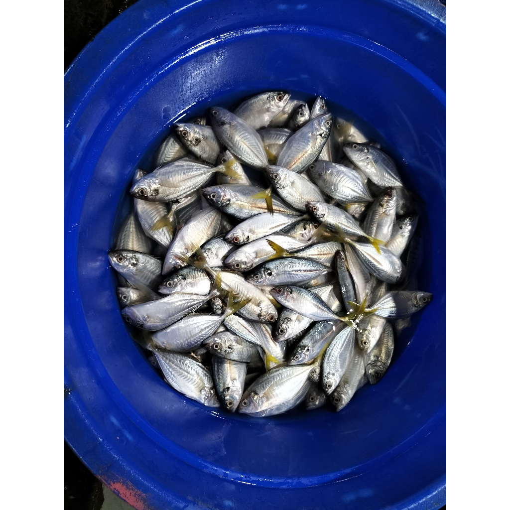 

IKAN KEMBUNG EKOR KUNING