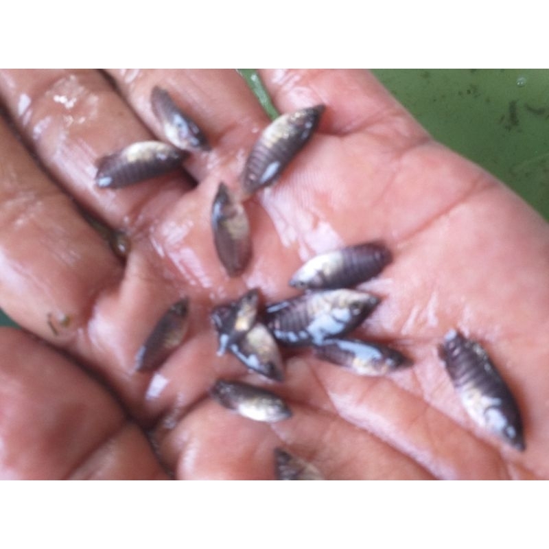Gurame soang nguaci paket 150 ekor