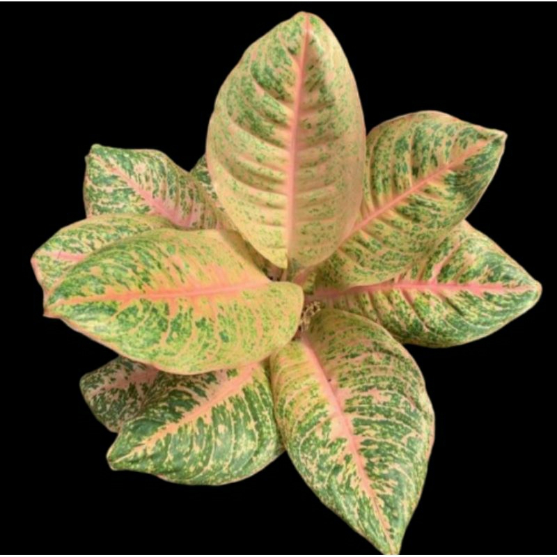 Aglonema Harley Queen