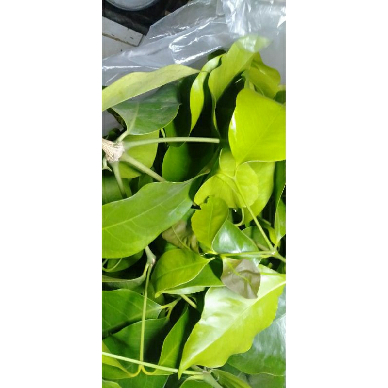 

DAUN GODONG SO / TANGKIL / MELINJO/ MLINJO/ BLINJO / BELINJO petik segar