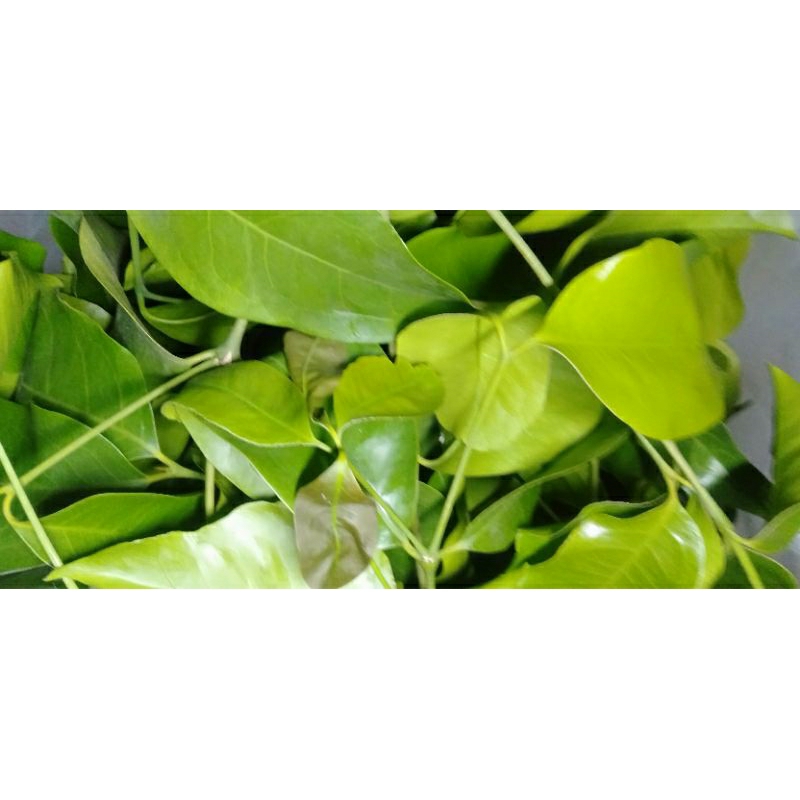 

DAUN SO BELINJO / BLINJO / MLINJO / MELINJO / TANGKIL