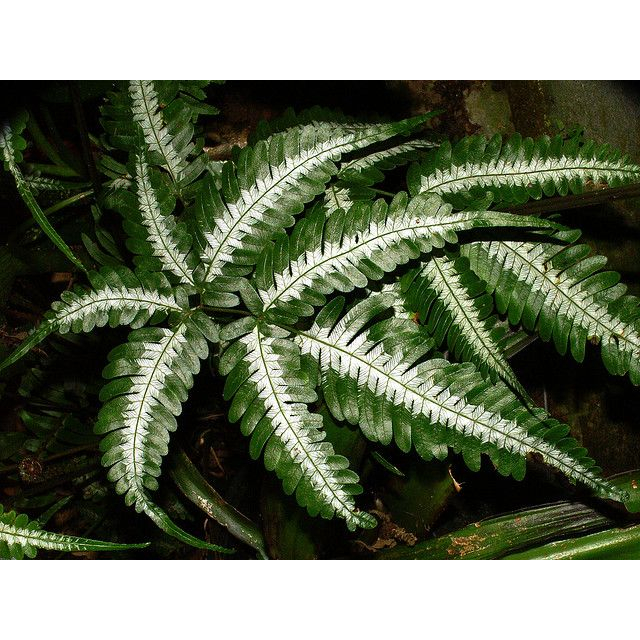 Tanaman Hias Pakis Kelabang Putih / pakis paku silver / Pteris argyraea gunung salak / Pteris Cretic