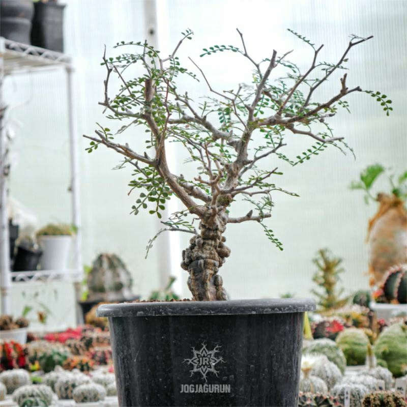 Operculicarya Pachypus (Natural Bonsai)