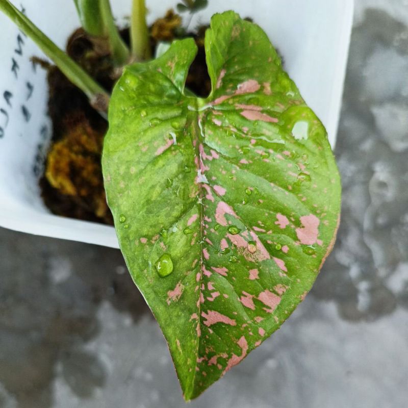 syngonium pink allusion