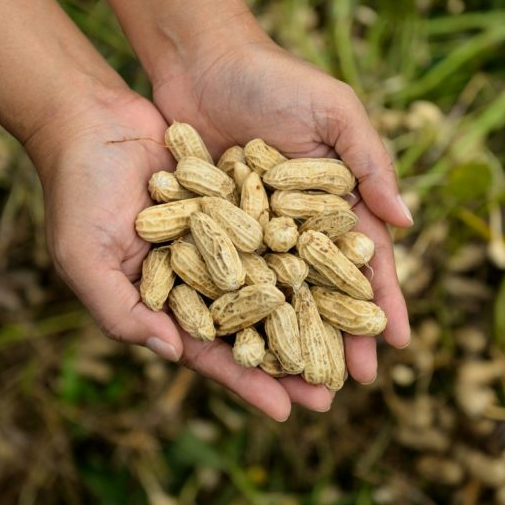 

KACANG KULIT SANGRAI 500GRAM / KACANG KULIT / KACANG TANAH KULIT