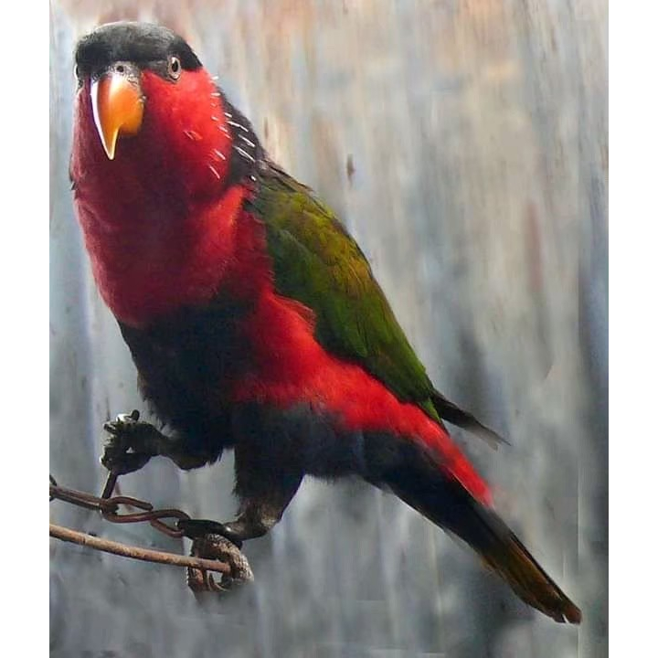 

TELUR BURUNG NURI