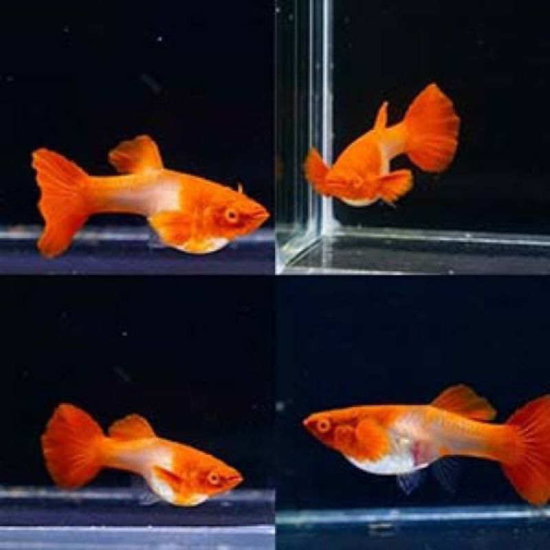 ikan Guppy red koi/ikan hias/ikan hias aquascape/ikan airtawar