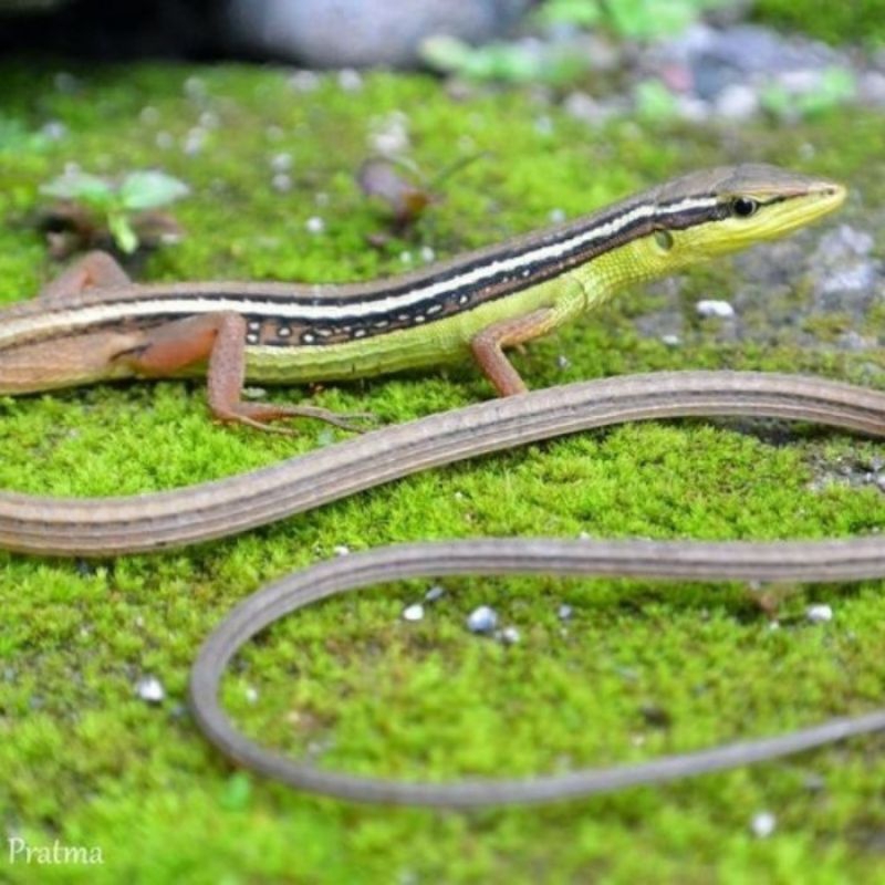 Orong orong sawah 2 pcs