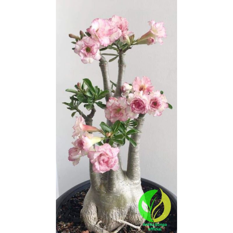 Tanaman hias bunga adenium tumpuk cabang seribu pink / bunga Kamboja jepang tumpuk adenium cabang se