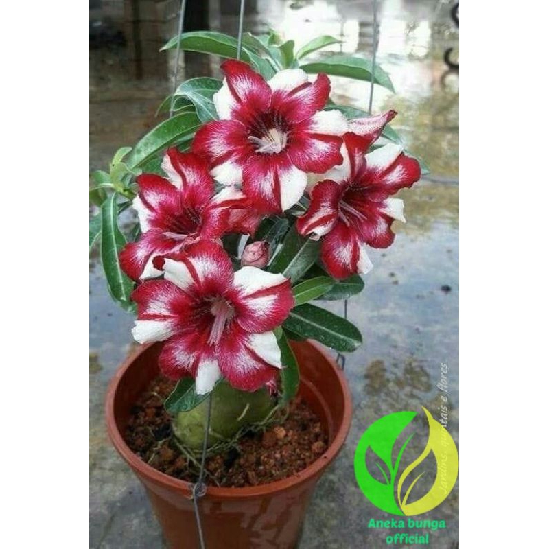 Tanaman hias bunga adenium tumpuk cabang seribu exotic / bunga Kamboja jepang tumpuk adenium cabang 