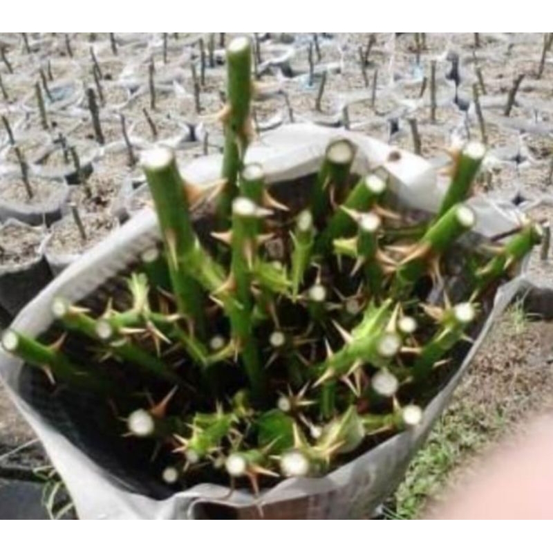 Stek bunga mawar 50 cm