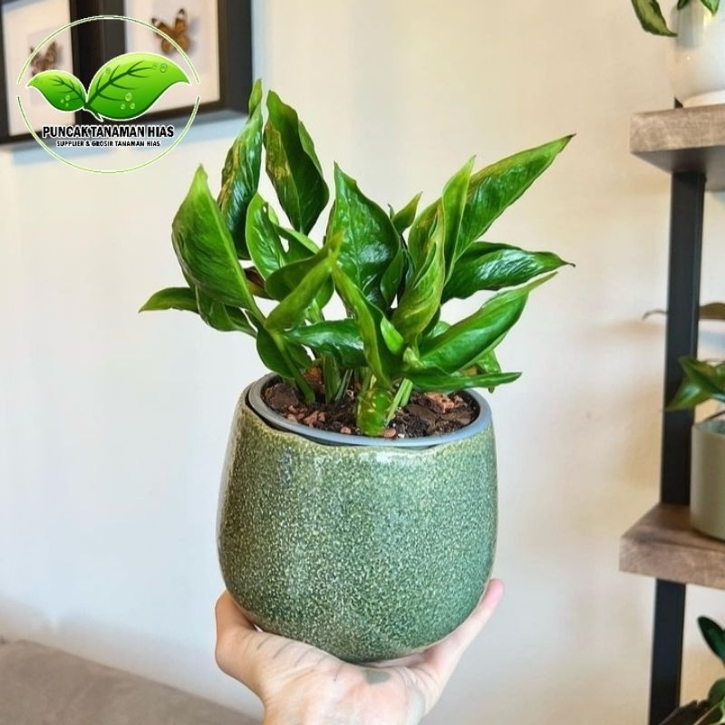 Epipremnum Shangrila - Tanaman hias shangrila sangrila