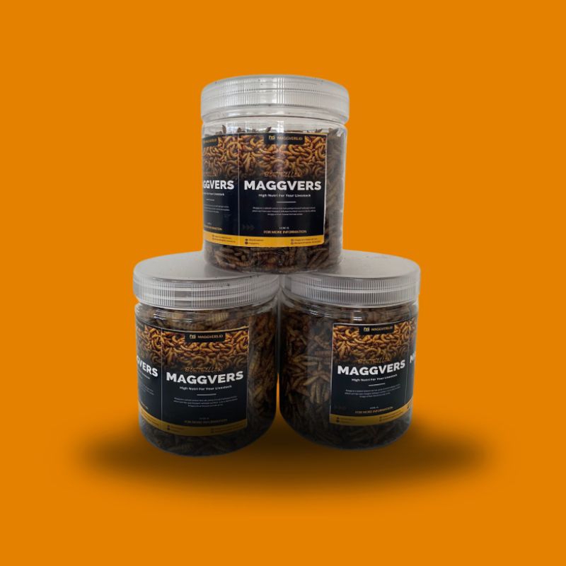 MAGGOT KERING/DRIED MAGGOT