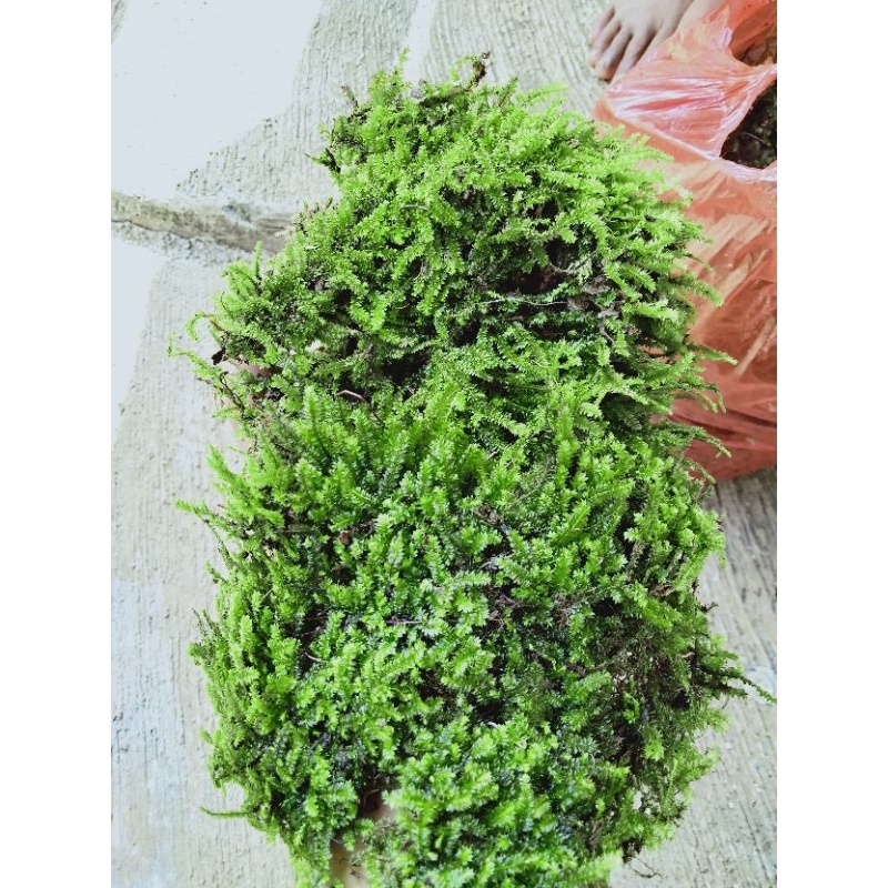 mos weping/mos darat