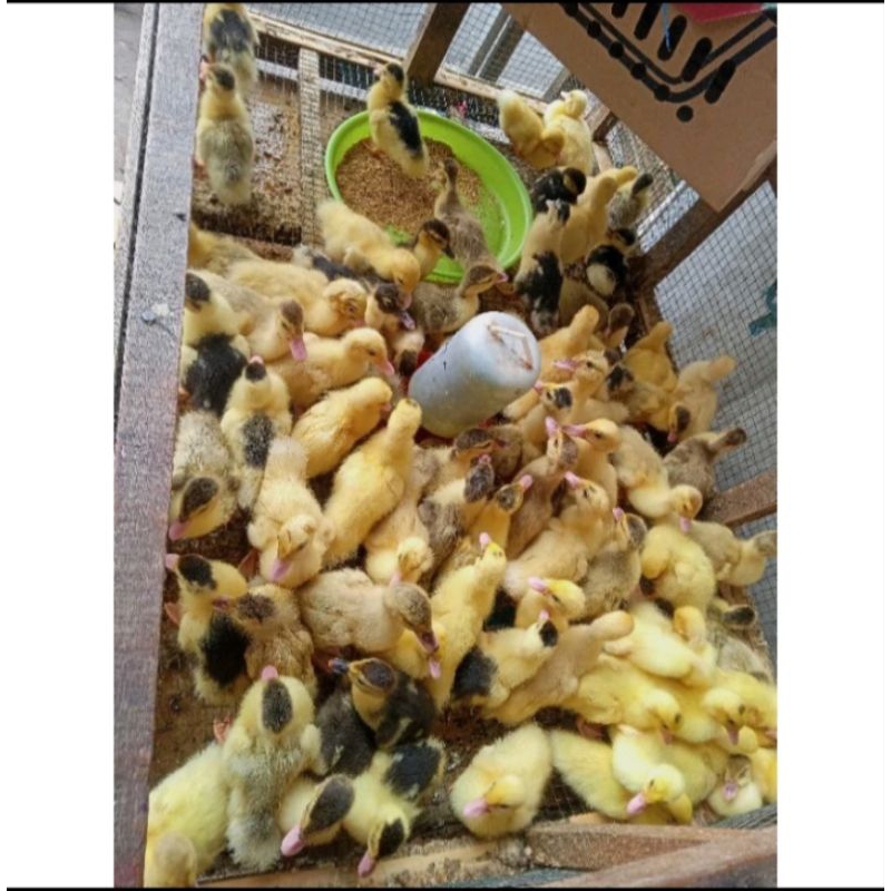 Bibit Entok - Anak Entoq Mentok