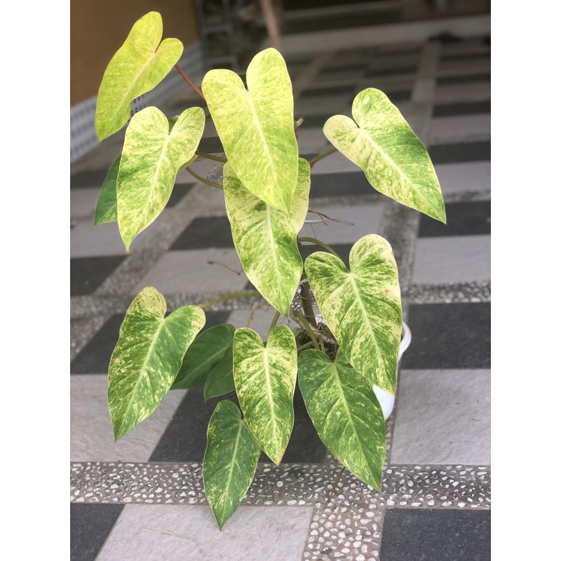 philodendron painted lady