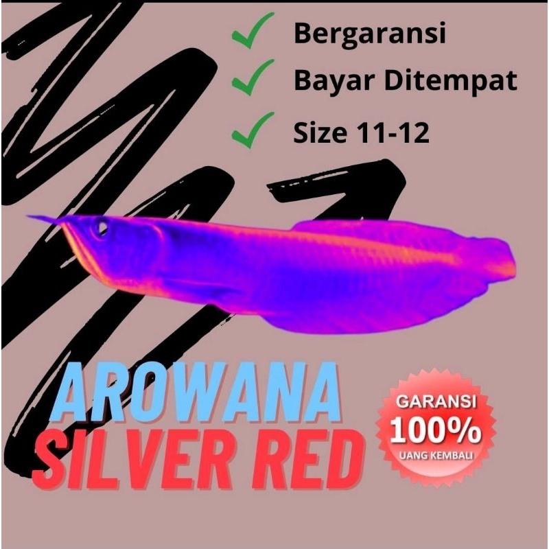 Jaring silver red arwana ukuran 11-12cm