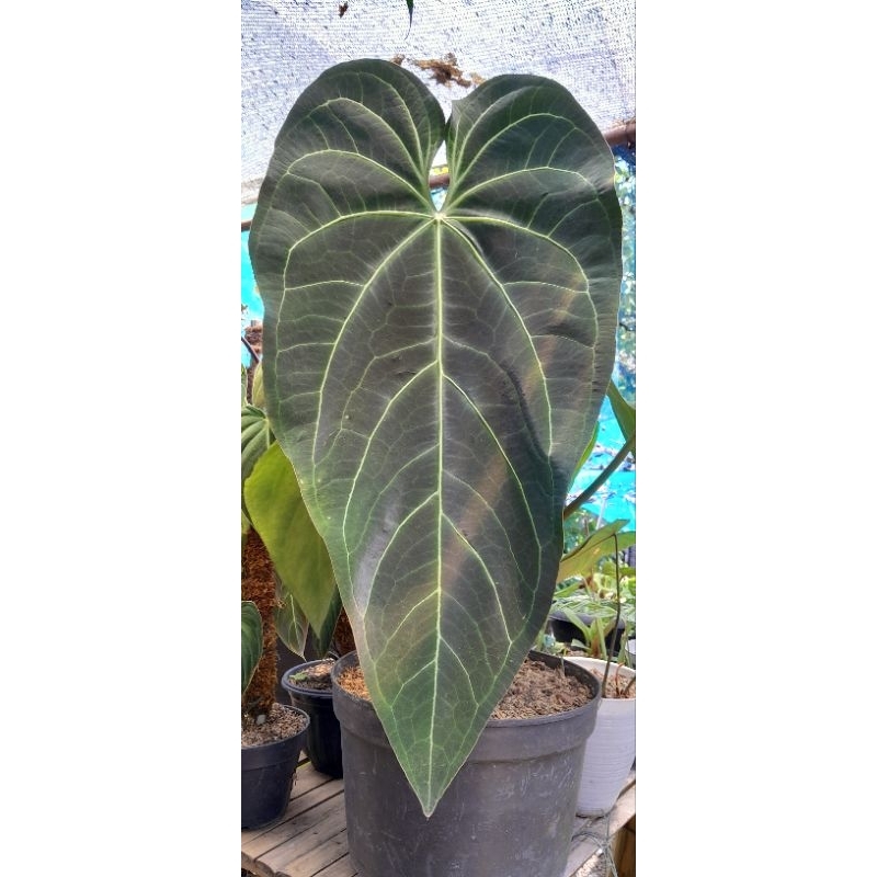 Tanaman hias Anthurium black mamba jumbo