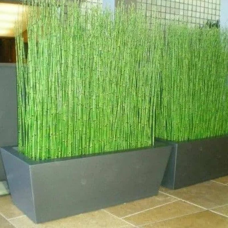 Tanaman Hias Bambu Air / Bambu Hoki / Ekor Kuda Asli Petani