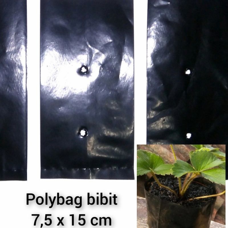Polybag polibeg bibit 7 ,5x15cm