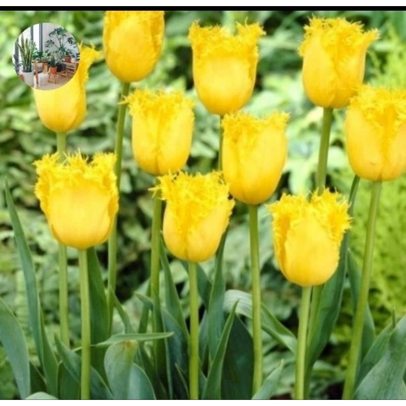 tanaman hias umbi tulip import bunga kuning bukan benih