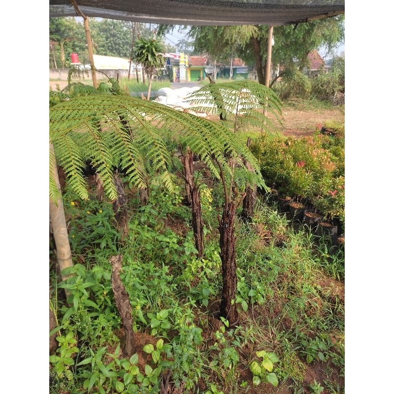 pohon pakis hutan /pakis monyet