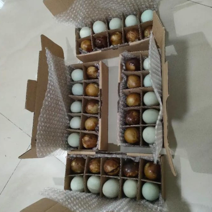 

Paket telor asin campur masing-masing isi 5 butir