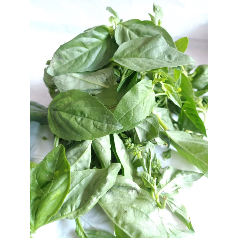 

BASIL /ons