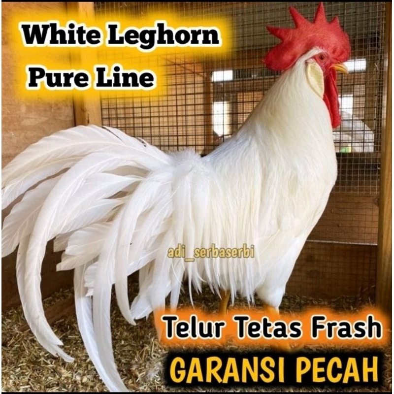

Telur Tetas Fertil Frash Ayam Petelur WHITE LEGHORN ORI