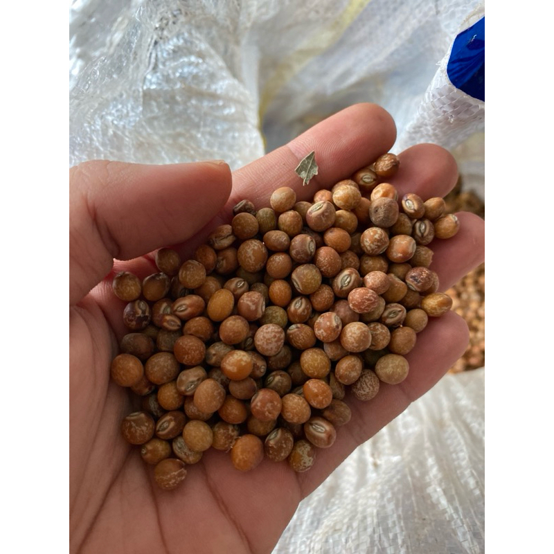 

Kacang Gode / Gude Cajanus cajan